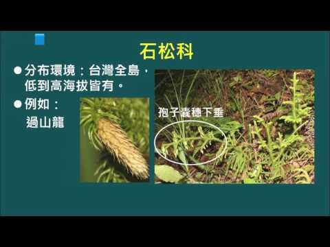 高中選修生物II_鄉土生物觀察_蕨類的觀察_蕨類II_擬蕨類 2_郭智琳