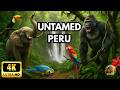 PERU: Guardians of the Andes | The Secret World of the Amazon [Full Documentary]