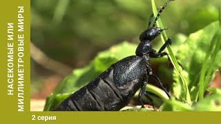 Насекомые или миллиметровый мир. 2 Серия. Научно-Познавательный Фильм. Лучшие Документальные Фильмы