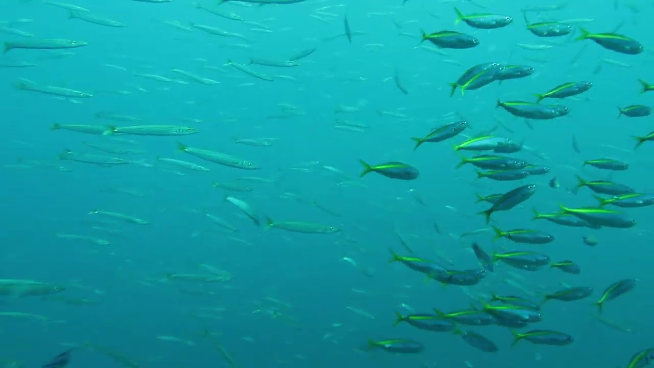 【8月26日】群れフィーバー