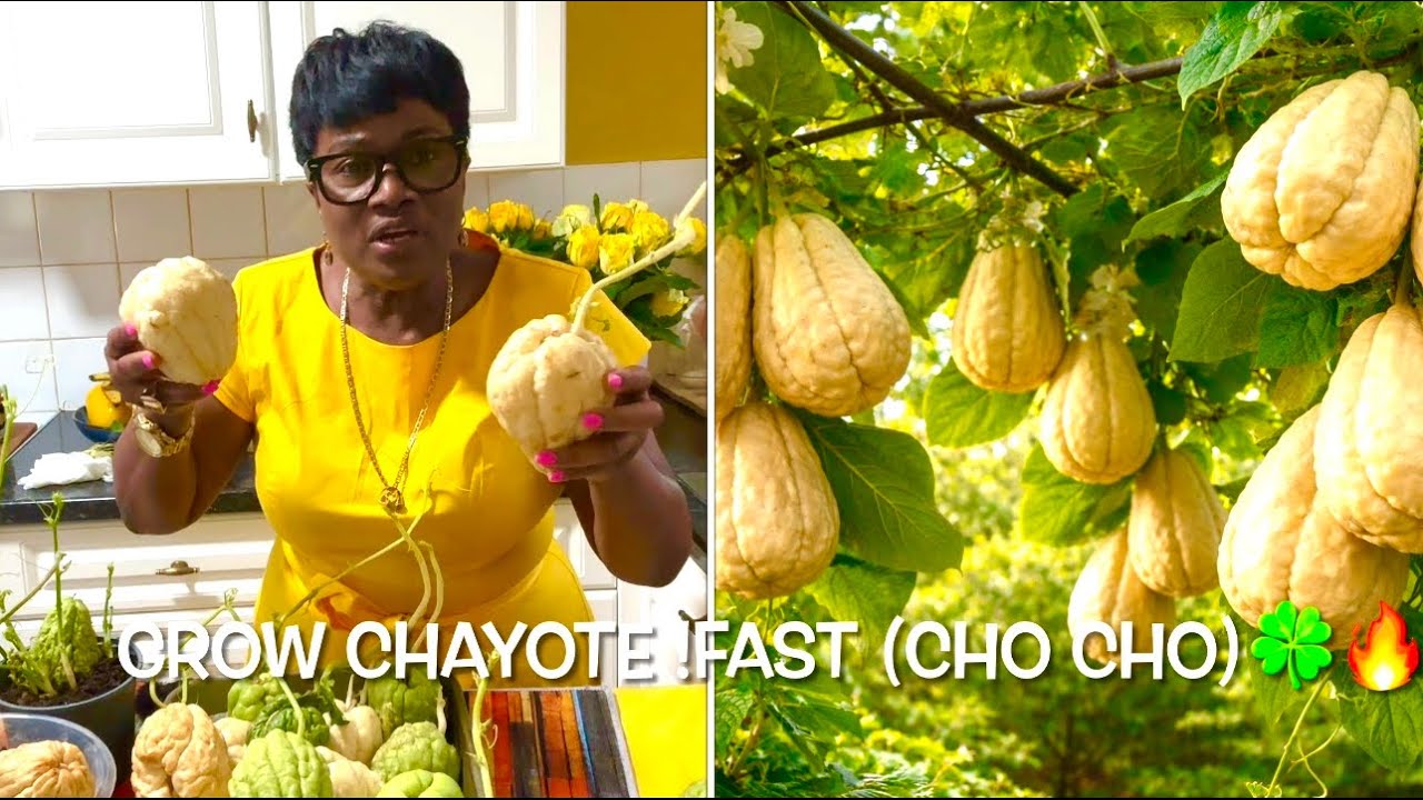 How to Grow Chayote (White & Green Cho Cho) From Sprout to Harvest ...