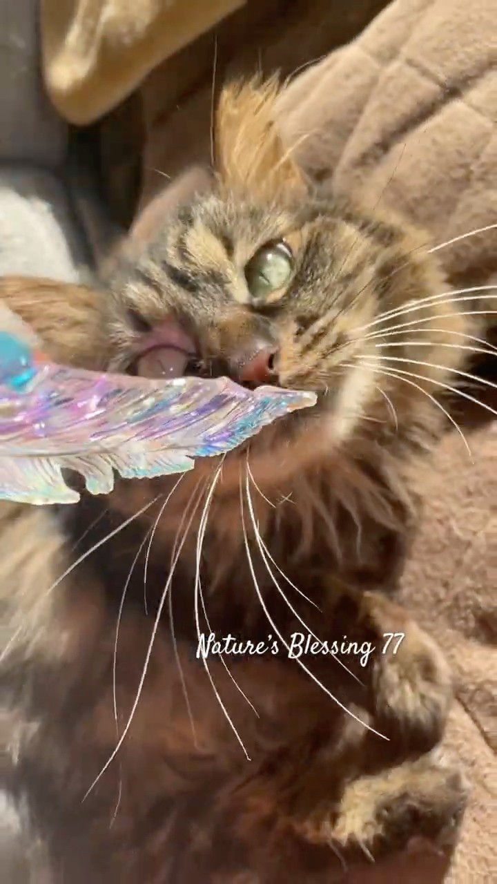 サンキャッチャーに魅せられるニャンコ😽🌈✨#cat #サンキャッチャー