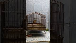 2 Mei 2023 good kandang yang bagus untuk cucak jenggot gacor