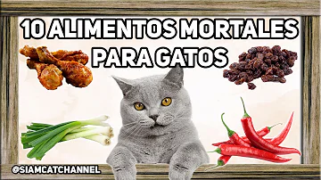 ¿Pueden los gatos comer canela?