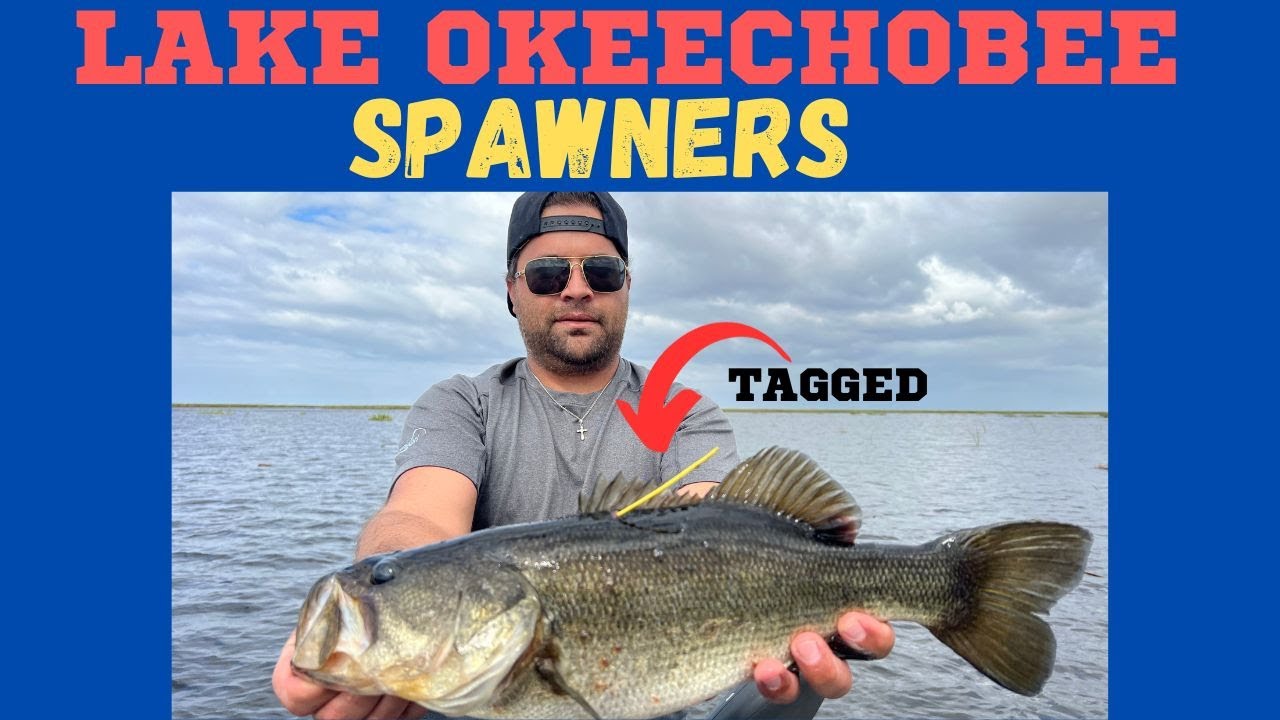 FISHING THE SPAWN ON LAKE OKEECHOBEE!! YouTube