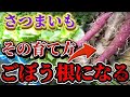【さつまいも】細長くなってしまう原因はコレです！！ごぼう根になる理由を深堀りします。