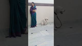 Download Lagu Gorakhpur mein jo kutte ko doctor ne lagaya sui to dekhi ja kar kya MP3 Download Lagu Gorakhpur mein jo kutte ko doctor ne lagaya sui to dekhi ja kar kya MP3