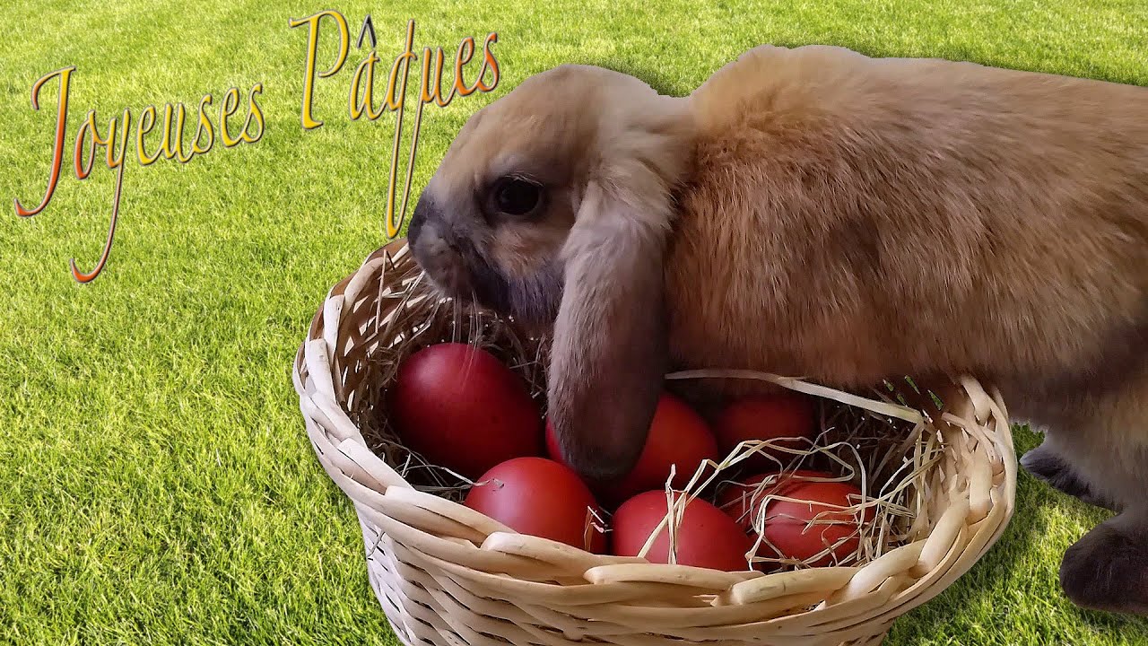 Lapin De Paques Youtube