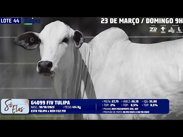 LOTE 44   TUL 4099