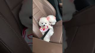 Funny And 😍 SOO Cute Puppies Star Compilation #Puppyfunny #0139