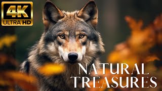 Amazing of Animals  Discovery relaxation wonderful wildlife movie with relaxing piano music