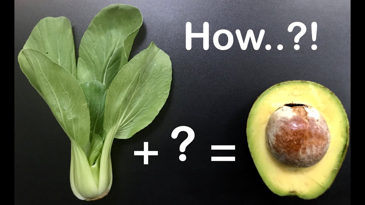 How to Make Pakcoy Juice Taste Like Avocado | Cara Membuat Jus Pakcoy