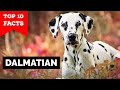 Dalmatian - Top 10 Facts の動画、YouTube動画。