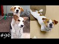 New Jack Russell Videos | Jack Russell Terrier Compilation の動画、YouTube動画。