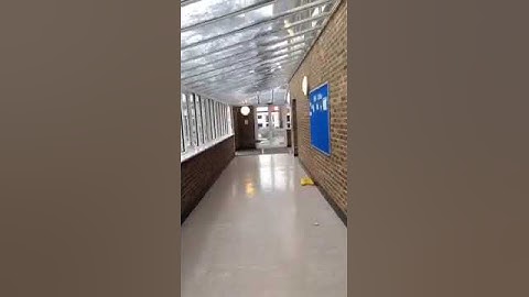 Bird flies into window fail!