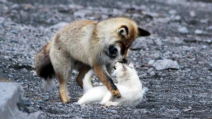 Fuchs wollte eine streunende Katze fressen, aber es geschah etwas Unvorstellbares