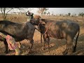 New bhains pregnant pada second time mating