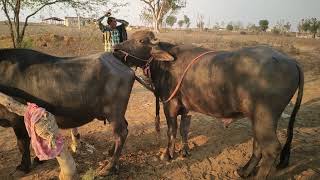 New Bhains Pregnant Pada second time Mating