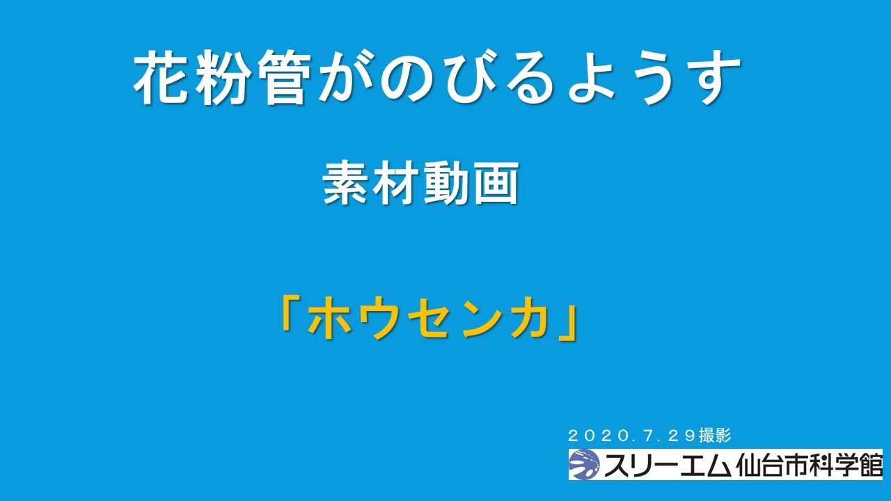 花粉管がのびるようす Youtube