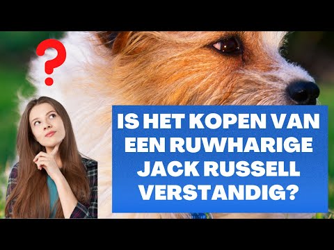 Ruwharige Jack Russell kopen Dit zijn de kenmerken, voor  en nadelen!