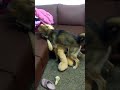 horny dog  play with teddy bear