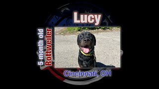 Lucy's 15 Day Transformation | 5 month old Rottweiler | #dogtraining #cincinnati