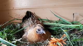 Süße Seidenhuhnglucke bekommt das Frühstück an ihr Nest #cute #chicken