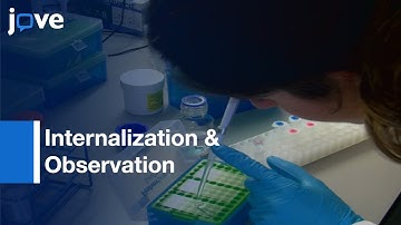Fluorescent Biomolecules In Living Microorganisms Via Electroporation l Protocol Preview