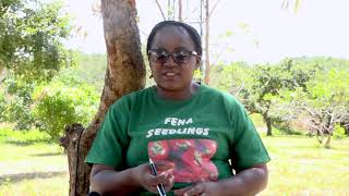 Farming Today at Fena Seedlings by Millennium TV Zambia 417 views 2 years ago 16 minutes