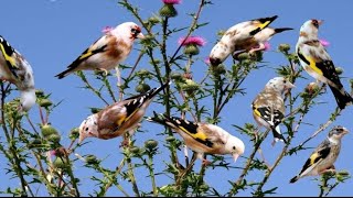 Highlevel Goldfinch breeding  SPECTACULAR  by Raffaele Esposito