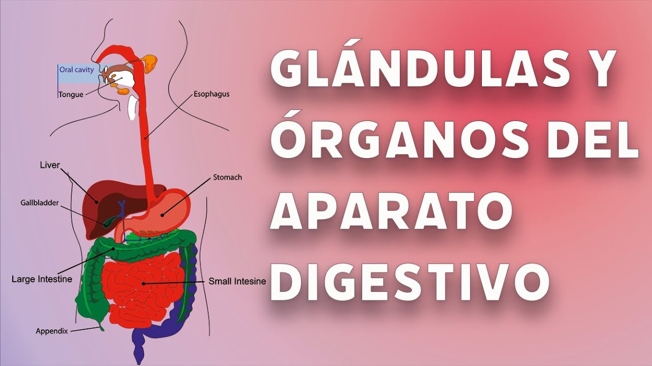 videolección Glándulas aparato digestivo. 3 de ESO - YouTube