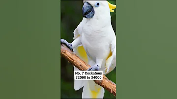 Top 10 Most Expensive Parrots Price Pets Pets Shorts Parrot 