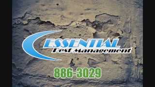 Crawl Space Termite Inspection | Essential Pest Control