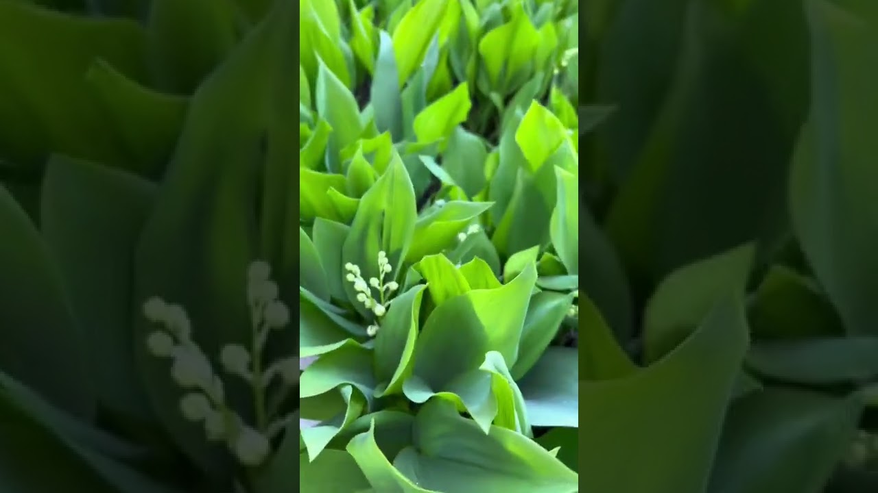 25 апреля Легенда о ландышах. #shorts #shortvideo - YouTube