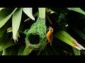 Amazing Job🥰of Bird Construction Golden Bird Build Nest🥰Bird Sound Ep106