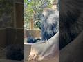 Baby Gorilla Santaro is Full of Energy 🦍 Kyoto City Zoo
