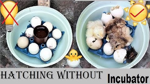 HATCH EGGS AT HOME WITHOUT INCUBATOR || Egg hatching in sunlight|| Egg incubator without electricity