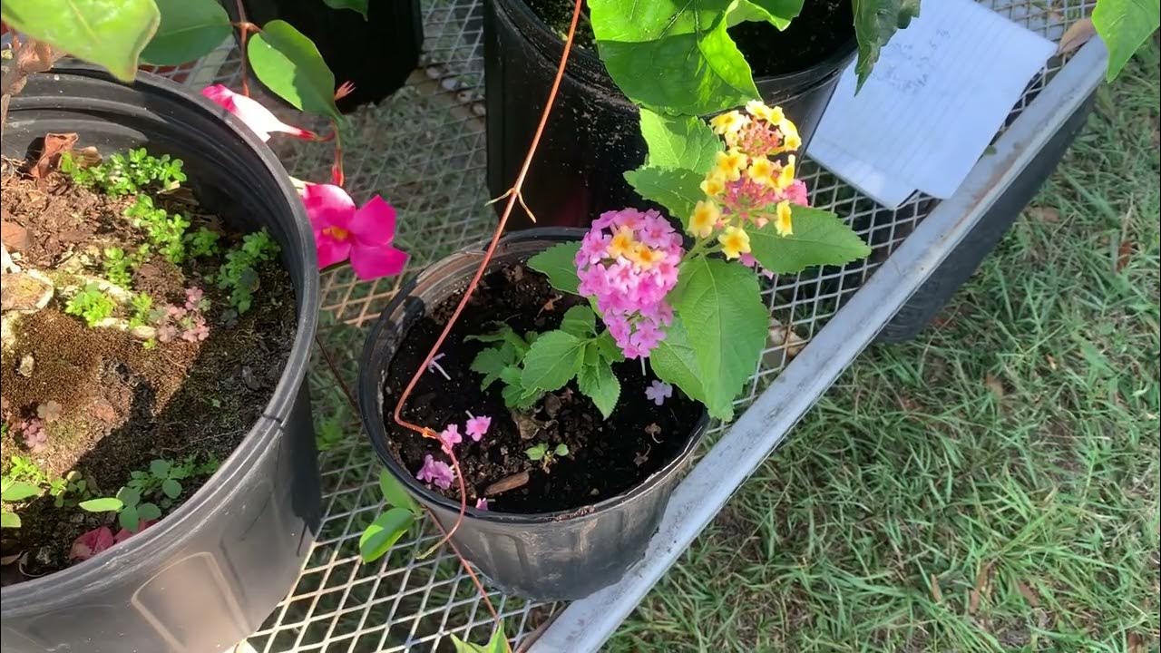 Butterfly plant Ham and Eggs Lantana YouTube