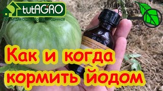 ПОДКОРМКА ЙОДОМ РАСТЕНИЙ: кто любит, кто не любит, кому надо, кому нельзя. Что дает подкормка йодом.