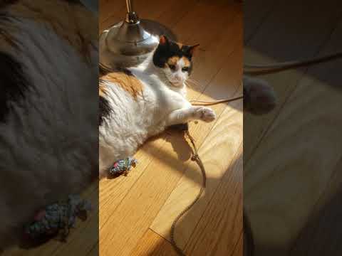 calico cat playing - YouTube