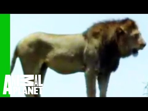 Lion vs. Croc | Animal Face-Off's Avatar
