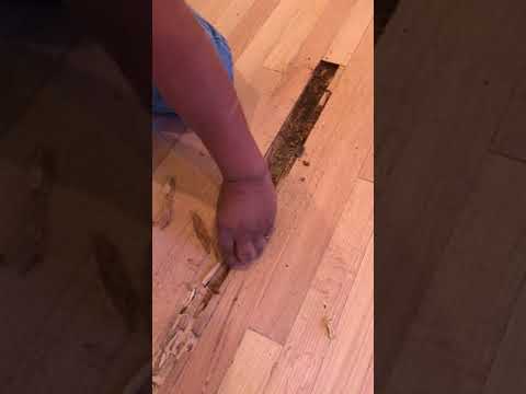 Repairing Termite Damaged Hardwood Flooring Youtube