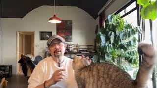 作为在日本的华人人质说两句：还行，目前还活着；闲聊两句最近国内流行的“反清复明”热潮：快到我党红线了，坐看“吃瓜蒙主”倒霉｜我那迷人的老祖宗｜满遗｜全球治理之友小组｜