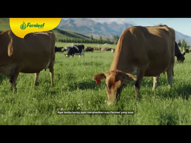 Fernleaf - New Zealand's lush, fresh grass class=