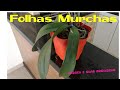 Folhas murchas em orquídeas | Andréa e suas orquídeas