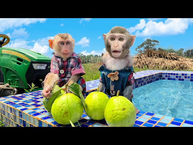 Bim Bim's family picked guavas and enjoyed them at the swimming pool class=