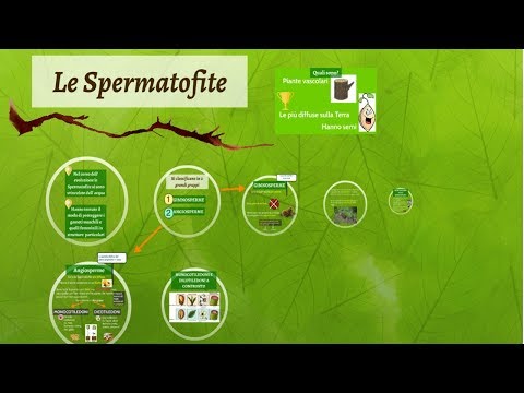 Le spermatofite