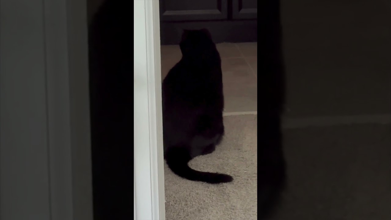 Cute Precious Piper Guards the Bathroom - My Adopted Shelter Cat Vlog 