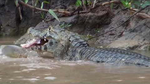 (1/4) Introduction to Ecology