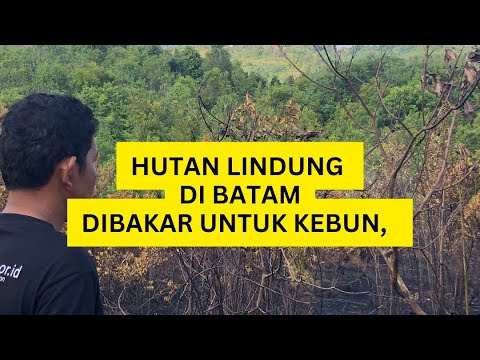 Hutan Lindung di Batam Dibakar untuk Perkebunan